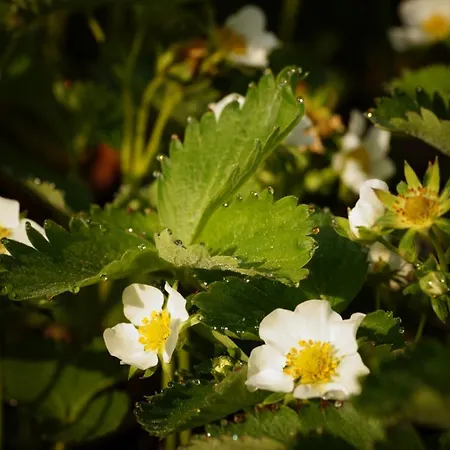 Strawberry דירה *