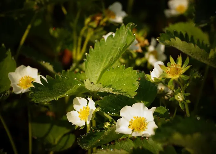 Strawberry Lägenhet *